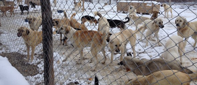 Kütahya’da köpekler birbirini yedi iddiasına soruşturma açıldı